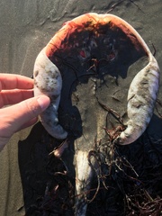 Sympterygia brevicaudata