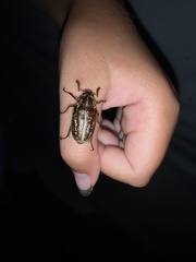 Polyphylla variolosa