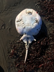 Sympterygia brevicaudata