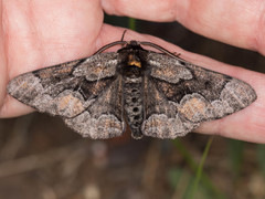 Phaeoura mexicanaria