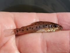 Percopsis omiscomaycus