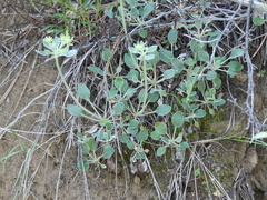 Eriogonum jamesii