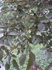 Prunus cerasifera