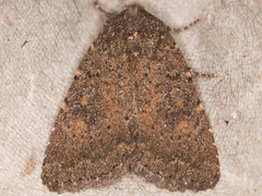 Aseptis ethnica