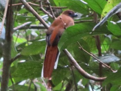 Harpactes diardii diardii