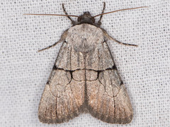 Sympistis greyi