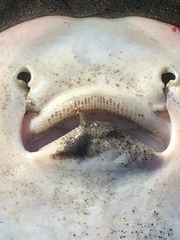 Sympterygia brevicaudata