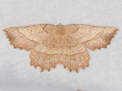 Euchlaena johnsonaria