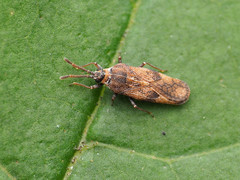 Leptoypha mutica