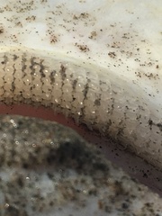 Sympterygia brevicaudata