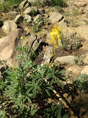 Lupinus croceus