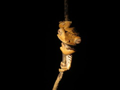 Polypedates otilophus