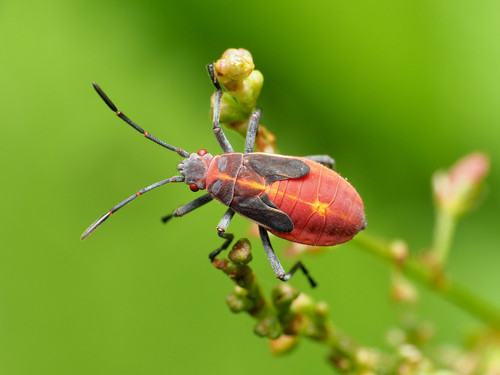 Boxelder bug
