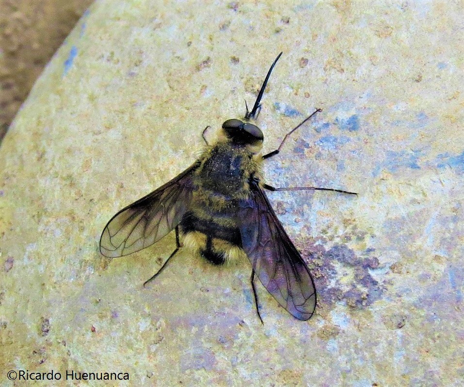 Triploechus bellus