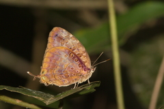 Arhopala anthelus
