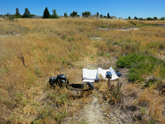 Chloropyron palmatum