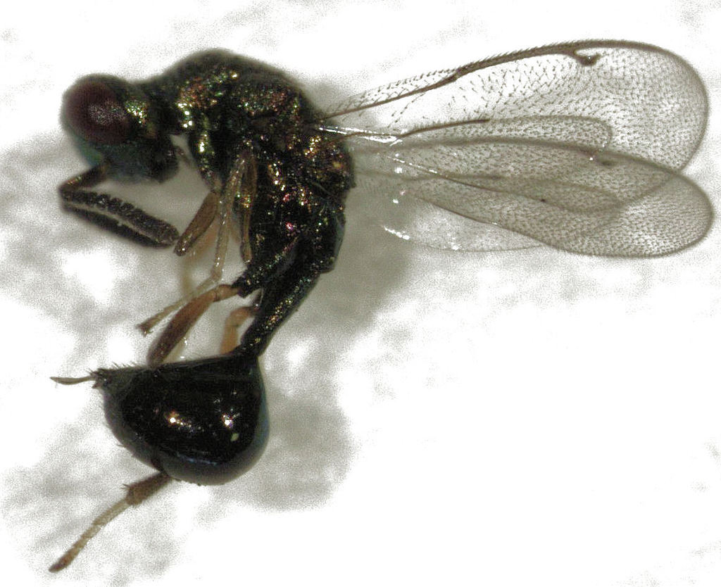 Austrotoxeuma