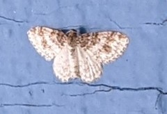 Hydrelia condensata