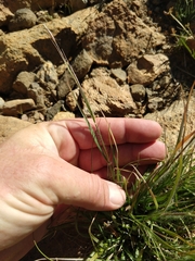 Danthonia unispicata