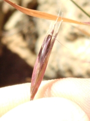 Danthonia unispicata