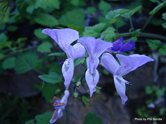 Plectranthus saccatus