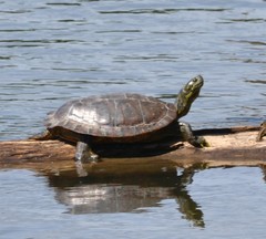 Pseudemys concinna concinna