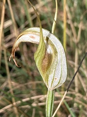 Pterostylis revoluta