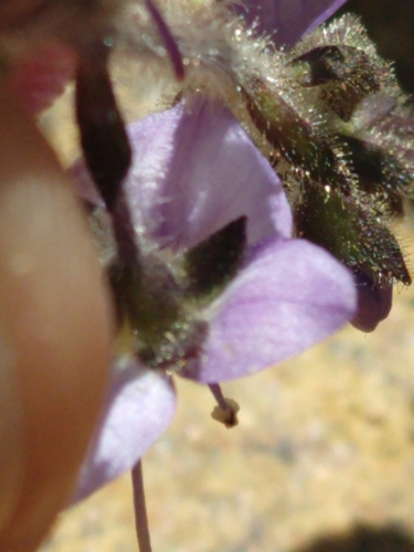 Image of Veronica copelandii by no rights reserved