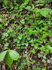 Vandellia setulosa