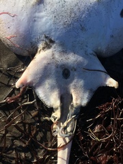 Sympterygia brevicaudata