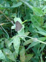 Yphthimoides maepius