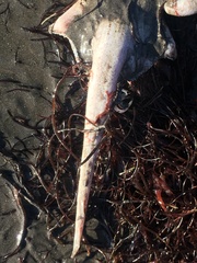 Sympterygia brevicaudata