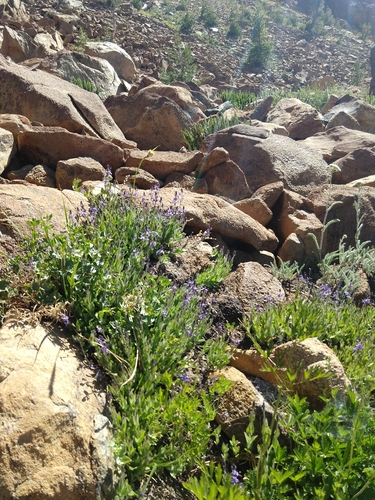 Image of Veronica copelandii by no rights reserved