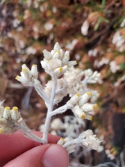 Pseudognaphalium thermale