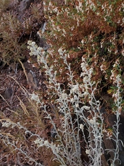 Pseudognaphalium thermale