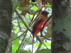 Harpactes diardii diardii