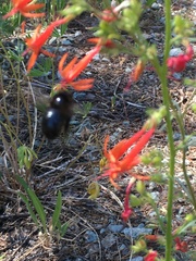 Xylocopa californica