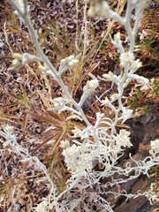 Pseudognaphalium thermale