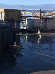 Larus dominicanus dominicanus