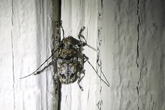 Aegomorphus modestus