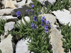 Polemonium confertum