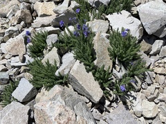 Polemonium confertum