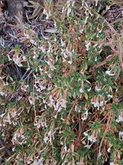 Diplacus grandiflorus