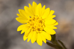 Deinandra bacigalupii