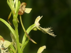 Platanthera × hollandiae