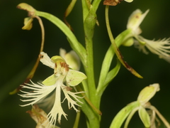 Platanthera × hollandiae