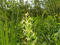 Platanthera × hollandiae