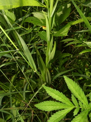 Platanthera × hollandiae