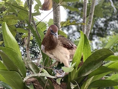 Ortalis erythroptera