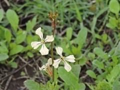 Eruca vesicaria